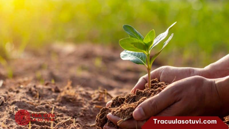 Tác động Tuần, Triệt đến vận hạn Tác động Tuần, Triệt đến vận hạn